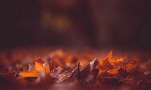 Dra. María Pérez Benítez. Otoño, una estación de transición.